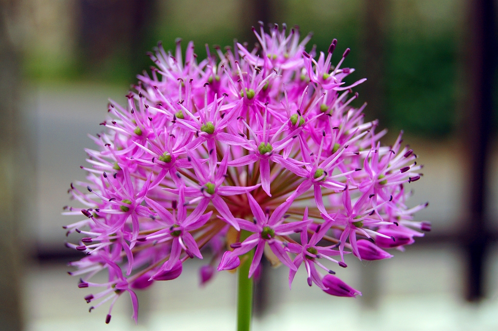 Flower 2.jpg